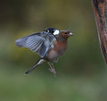 Male Chaffinch Blairgowrie Scotland # 2