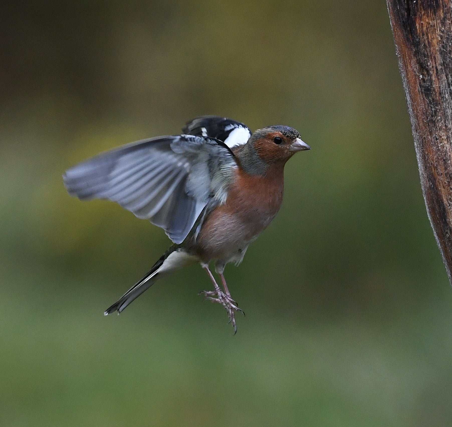 Male Chaffinch Blairgowrie Scotland # 2