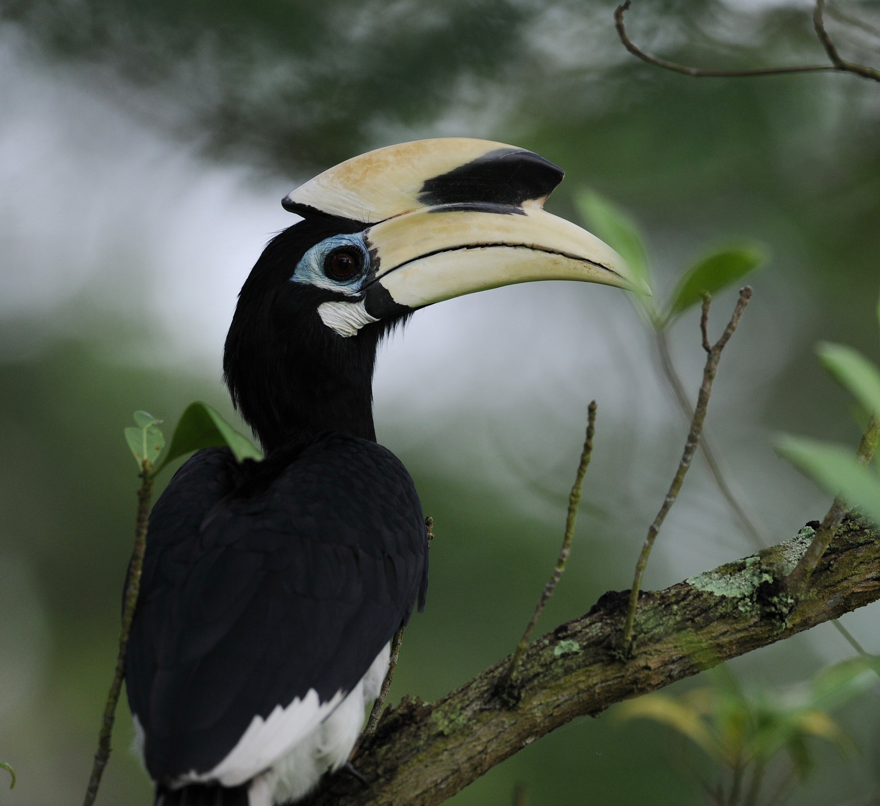 Oriental Pied Hornbill Singapore Botanical Gardens # 1