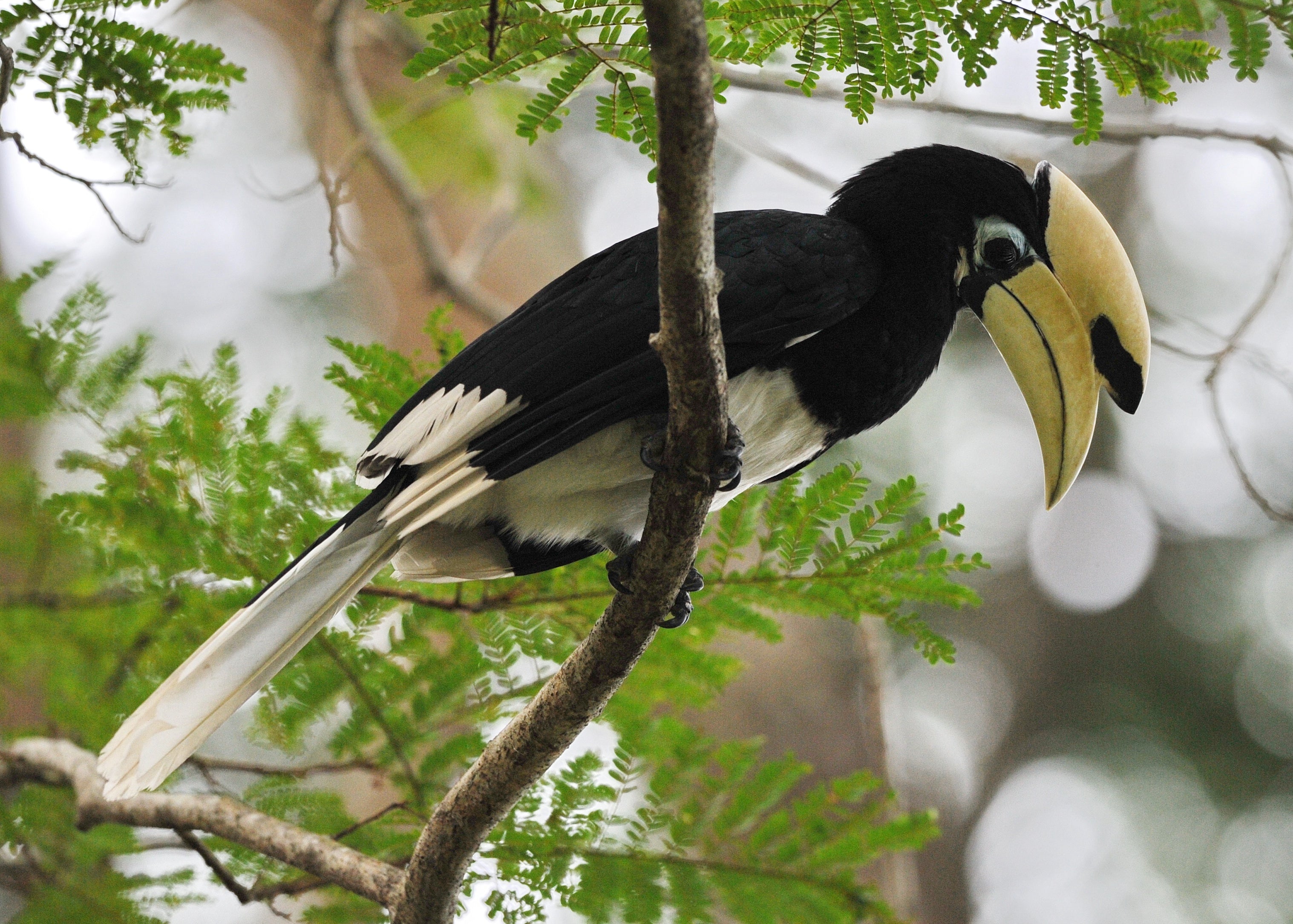 Oriental Pied Hornbill Singapore Botanical Gardens # 2