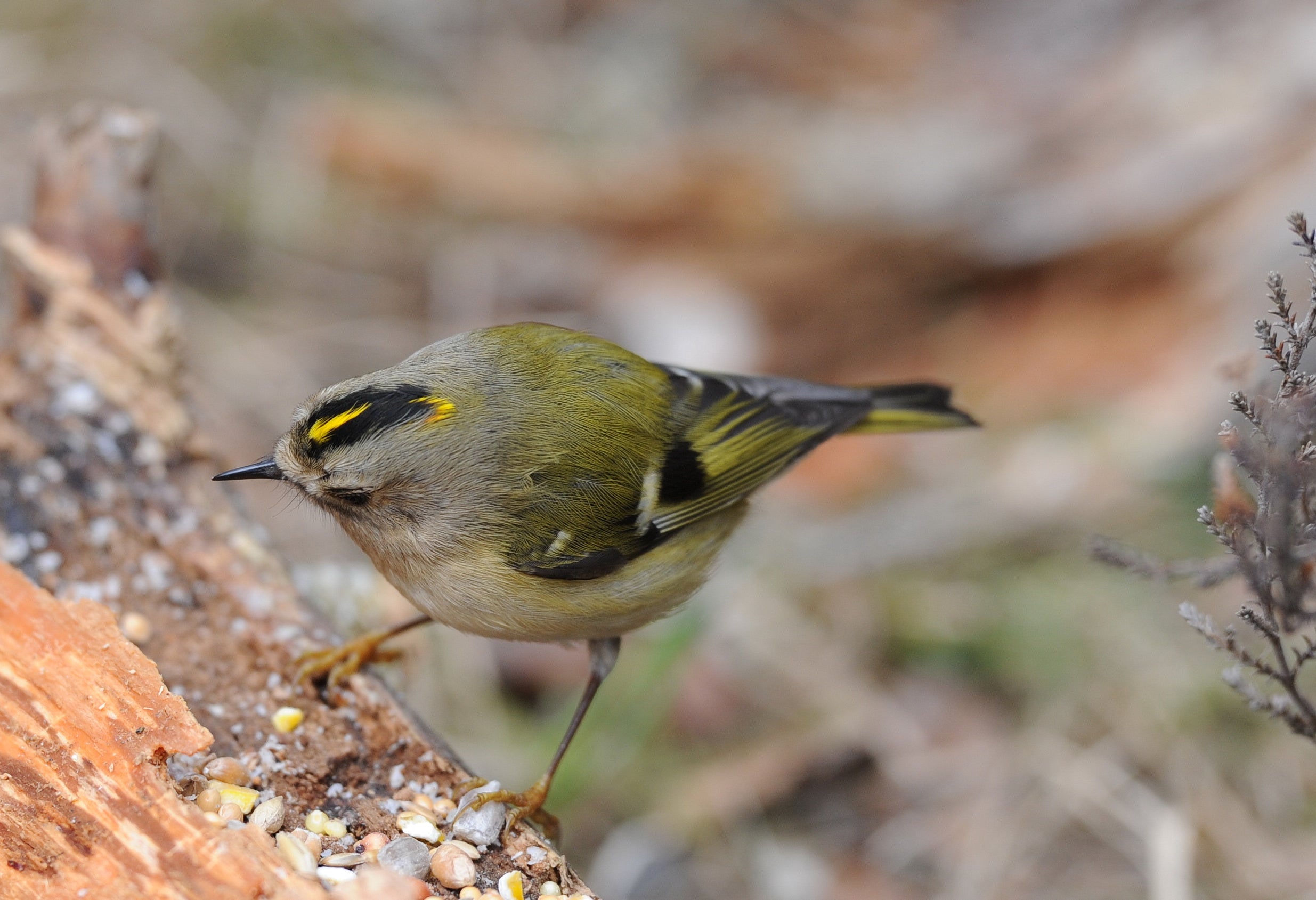 Goldcrest Loch Garten Scotland