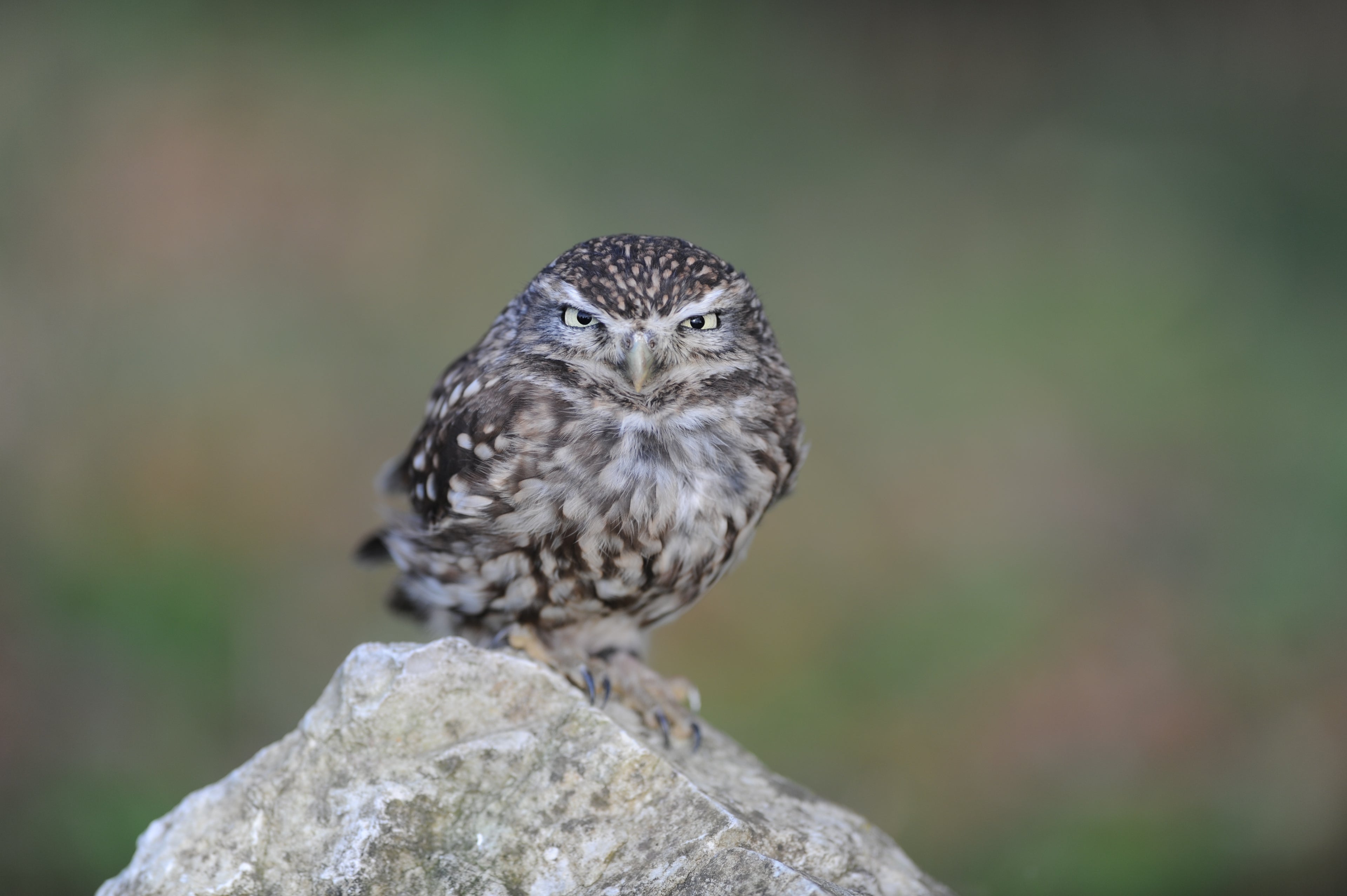 Little Owl British Wildlife Centre Surrey # 1