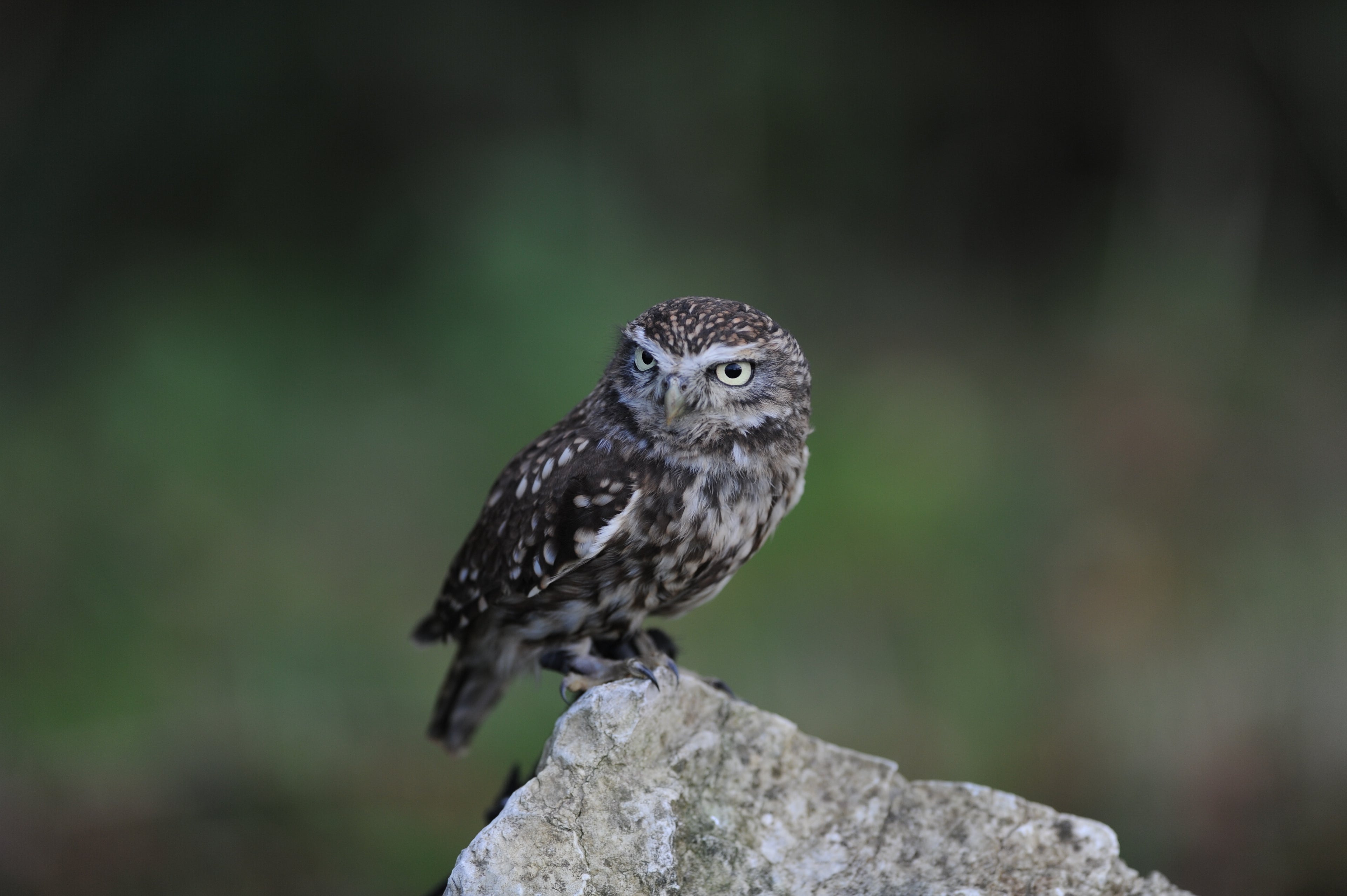 Little Owl British Wildlife Centre Surrey # 2