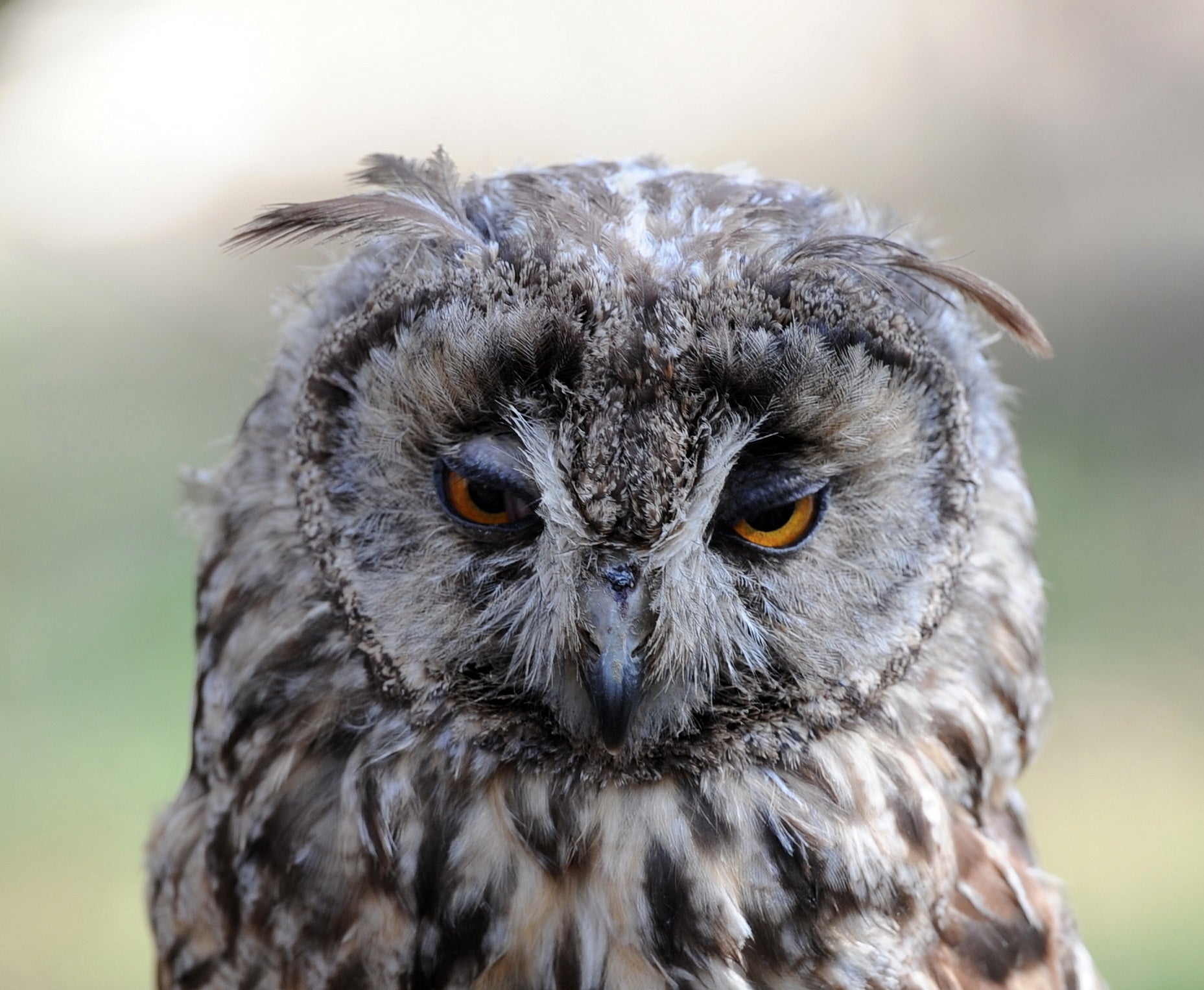 Long Eared Owl British Wildlife Centre Surrey # 2