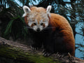 Red Panda Singapore # 2