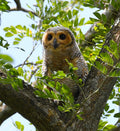Juvenile Wood Owl Pasir Ris Park Singapore