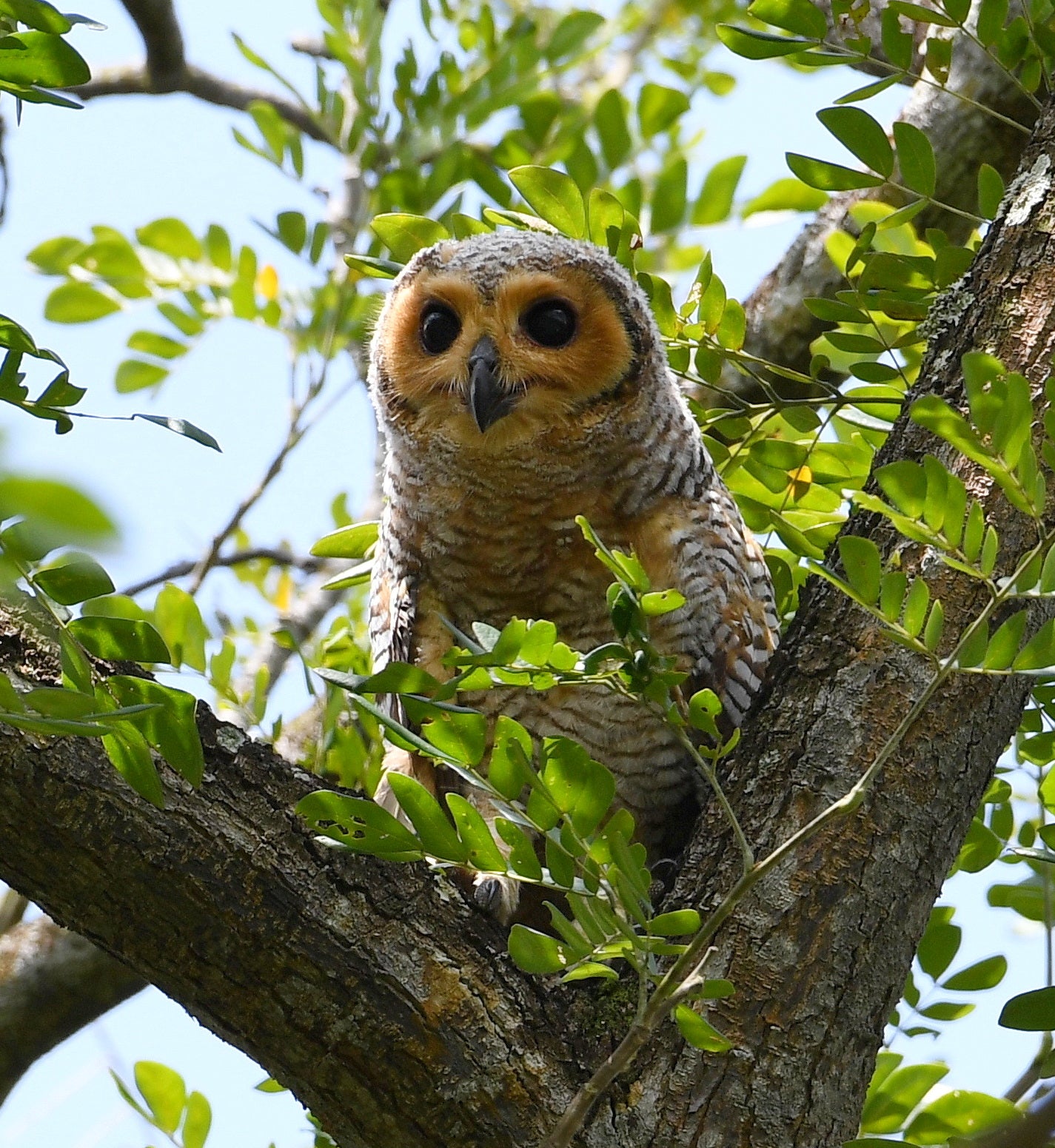 Juvenile Wood Owl Pasir Ris Park Singapore